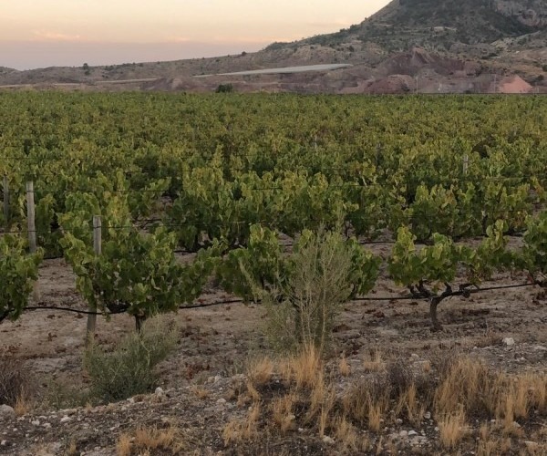 BEAUTIFUL FARM OF GRAPES