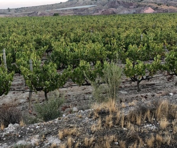 BEAUTIFUL FARM OF GRAPES