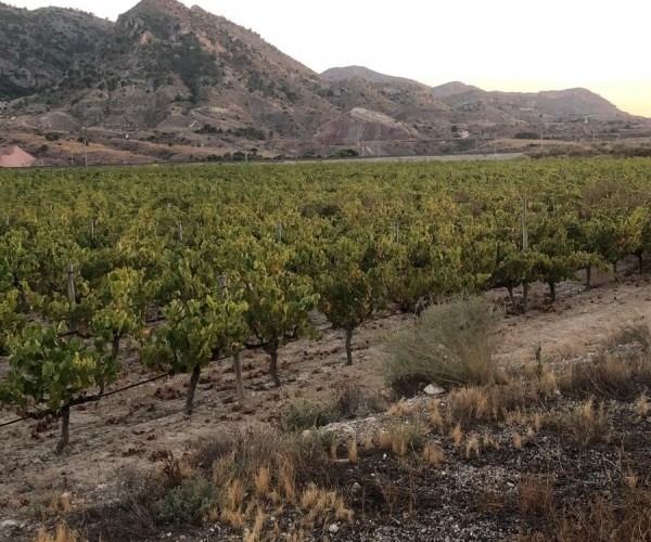 BEAUTIFUL FARM OF GRAPES